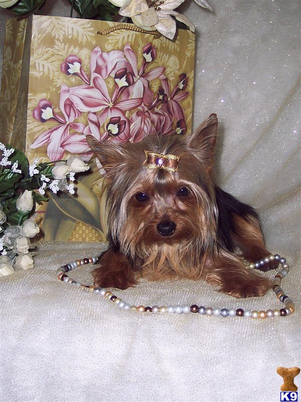 AKC/CKC TRADITIONAL YORKIE TERRIER FOR STUD SERVICE HE CARRY THE GOLD GENES